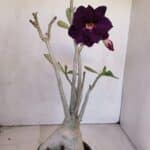 Planta Dobrada 3331 – 40cm – 04 anos