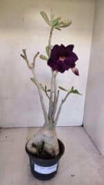 Planta Dobrada 3331 – 40cm – 04 anos