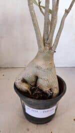 Planta Dobrada 3331 – 40cm – 04 anos - Imagem 8