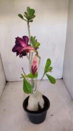 Planta Dobrada 3331 – 40cm – 04 anos - Imagem 7