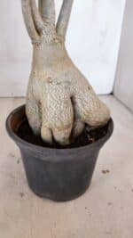 Planta Dobrada 3331 – 40cm – 04 anos - Imagem 6