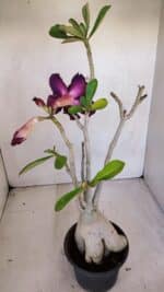 Planta Dobrada 3331 – 40cm – 04 anos - Imagem 5