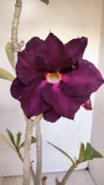 Planta Dobrada 3331 – 40cm – 04 anos - Imagem 4