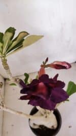 Planta Dobrada 3331 – 40cm – 04 anos - Imagem 3