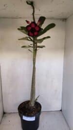 Planta Dobrada 3332 – 50cm – 03 anos - Imagem 2