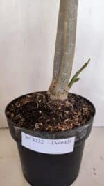 Planta Dobrada 3332 – 50cm – 03 anos - Imagem 7