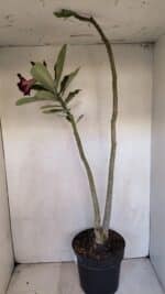 Planta Dobrada 3332 – 50cm – 03 anos - Imagem 6