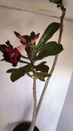 Planta Dobrada 3332 – 50cm – 03 anos - Imagem 4