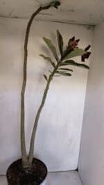 Planta Dobrada 3332 – 50cm – 03 anos - Imagem 5