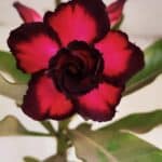 Planta Dobrada 3332 – 50cm – 03 anos