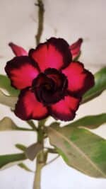 Planta Dobrada 3332 – 50cm – 03 anos