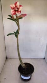 Planta Dobrada 3333 – 30cm – 02 anos - Imagem 2