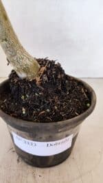 Planta Dobrada 3333 – 30cm – 02 anos - Imagem 7