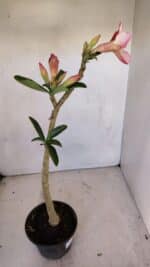 Planta Dobrada 3333 – 30cm – 02 anos - Imagem 5