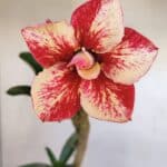 Planta Dobrada 3333 – 30cm – 02 anos