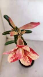 Planta Dobrada 3333 – 30cm – 02 anos - Imagem 4