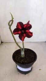 Planta Dobrada 3334 – 25cm – 01 ano - Imagem 2