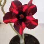 Planta Dobrada 3334 – 25cm – 01 ano