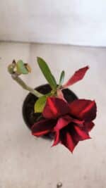 Planta Dobrada 3334 – 25cm – 01 ano - Imagem 4