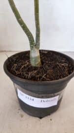 Planta Dobrada 3334 – 25cm – 01 ano - Imagem 6