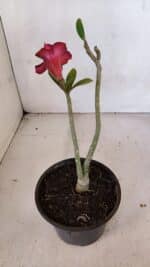 Planta Dobrada 3334 – 25cm – 01 ano - Imagem 5