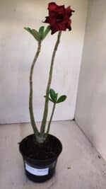 Planta Dobrada 3335 – 35cm – 03 anos - Imagem 2