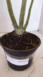 Planta Dobrada 3335 – 35cm – 03 anos - Imagem 6