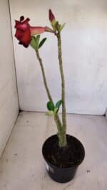 Planta Dobrada 3335 – 35cm – 03 anos - Imagem 5