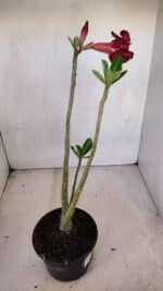 Planta Dobrada 3335 – 35cm – 03 anos - Imagem 4