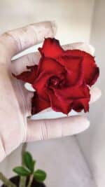 Planta Dobrada 3335 – 35cm – 03 anos