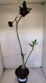 Planta Dobrada 3336 – 40cm – 03 anos - Imagem 2