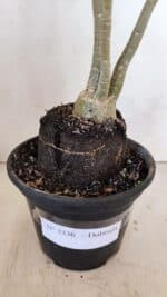 Planta Dobrada 3336 – 40cm – 03 anos - Imagem 8