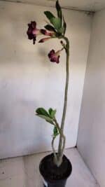 Planta Dobrada 3336 – 40cm – 03 anos - Imagem 7