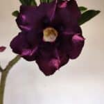 Planta Dobrada 3336 – 40cm – 03 anos