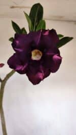 Planta Dobrada 3336 – 40cm – 03 anos