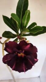 Planta Dobrada 3336 – 40cm – 03 anos - Imagem 5