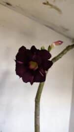 Planta Dobrada 3336 – 40cm – 03 anos - Imagem 4