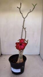 Planta Dobrada 3337 – 35cm – 03 anos - Imagem 2