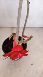 Planta Dobrada 3337 – 35cm – 03 anos - Imagem 4