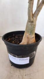 Planta Dobrada 3337 – 35cm – 03 anos - Imagem 6