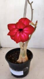 Planta Dobrada 3337 – 35cm – 03 anos