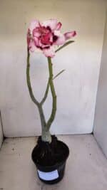 Planta Dobrada 3338 – 40cm – 03 anos - Imagem 2