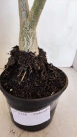 Planta Dobrada 3338 – 40cm – 03 anos - Imagem 8