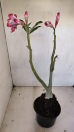 Planta Dobrada 3338 – 40cm – 03 anos - Imagem 7