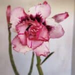 Planta Dobrada 3338 – 40cm – 03 anos