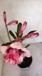 Planta Dobrada 3338 – 40cm – 03 anos - Imagem 4