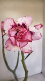 Planta Dobrada 3338 – 40cm – 03 anos - Imagem 5