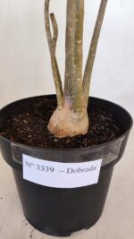 Planta Dobrada 3339 – 40cm – 03 anos - Imagem 5