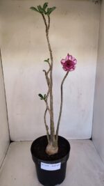 Planta Dobrada 3339 – 40cm – 03 anos - Imagem 2