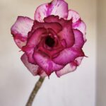 Planta Dobrada 3339 – 40cm – 03 anos